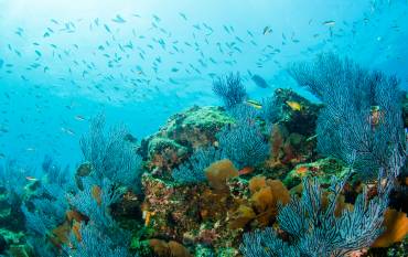 California coral reef