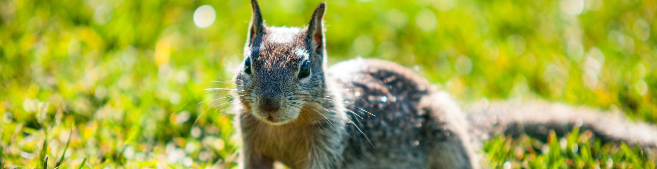 Squirrel on campus.