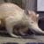 a solenodon in an exhibit