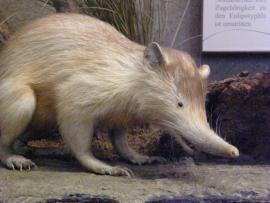 a solenodon in an exhibit