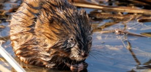 muskrat