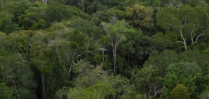 Amazon treetops