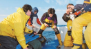 Marine biologist Barbara Block tagging a bluefin tuna as part of ongoing innovative research on marine predators.