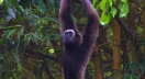 Bornean gibbon