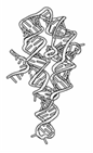 RNA folding and catalysis diagram