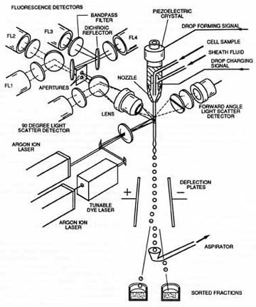 dual laser schematic