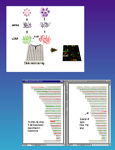 High-resolution array-based comparative genomic hybridization for distinguishing paraffin-embedded Spitz nevi and melanomas