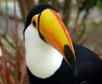 toucan