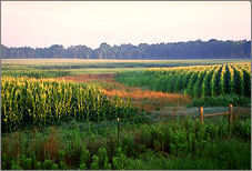 photo of corn field showing rows of corn