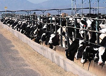 Beef Feedlot showing cattle feeding