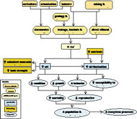 Simplified conceptual model for high pH