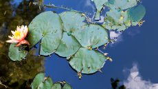 Lilly pads and a blossom floating on the pond at Kingscote Gardens.