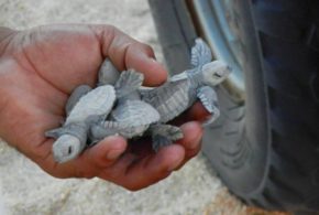 Sea Turtles ,Vedi Chaudhri