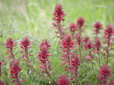 Image of red flowers