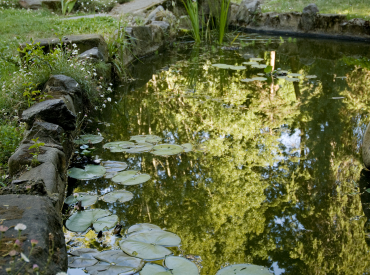 Image of pond