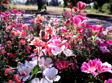 Image of pink flowers