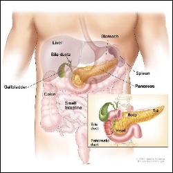 pancreatic-cancer-photo-pancreas.jpg